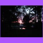 Sunset Through the Trees.jpg